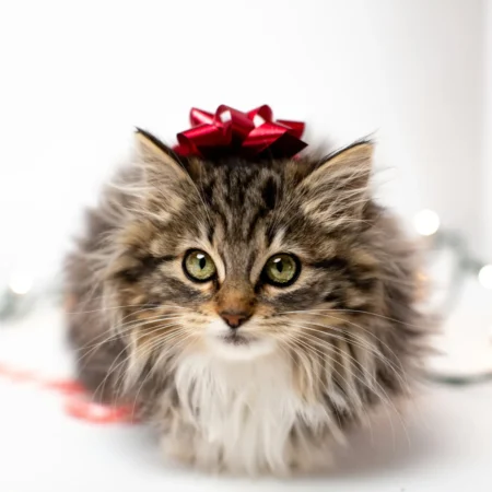 Leinwandbild Katze 1